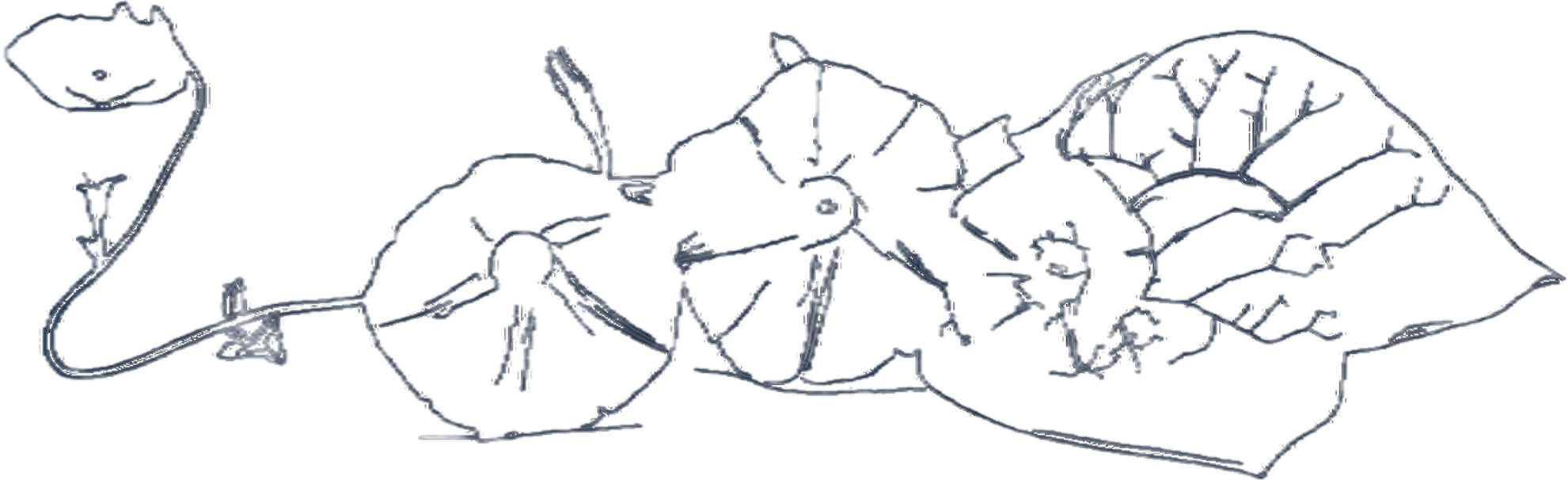 Fine-line drawing of a trailing vine with two round blooms and a large veined leaf
